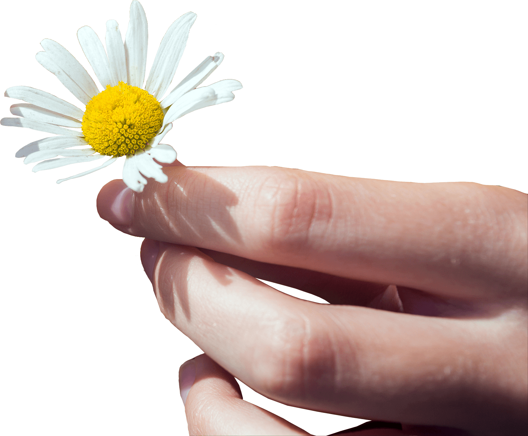 hand holding daisy